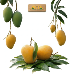Ratnagiri Alphonso Mangoes – The King of Mangoes